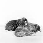 Picture of two boxer puppies