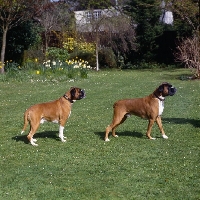 Picture of two boxers docked and undocked 