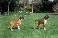 Picture of two boxers, one docked one undocked, standing on grass