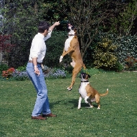 Picture of two boxers, one docked one undocked, playing 