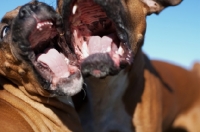 Picture of two Boxers playing
