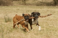 Picture of two Boxers together with a stick