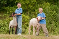Picture of Two boys with their show ready Suffolk  and Columbia sheep
