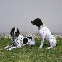 Picture of two braque d'auvergne dogs