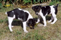 Picture of two Brazilian Terrier puppies