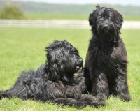 Picture of two Briard dogs