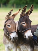 Picture of two bridled donkeys