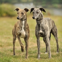 Picture of two brindle Lurchers