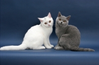 Picture of two British Shorthair cats facing each other
