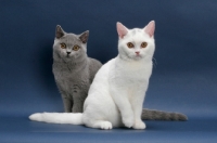 Picture of two British Shorthair, one blue one white