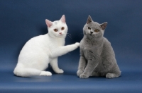 Picture of two British Shorthair, one white cat touching a blue cat