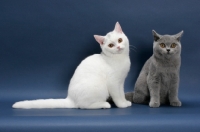 Picture of two British Shorthairs sitting