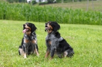 Picture of two Brittany dogs on grass