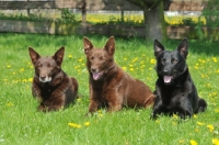 Picture of two brown and a black Australian Kelpie 