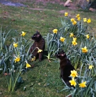 Picture of two brown burmese cats among daffodils