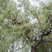 Picture of two brown burmese cats in a tree