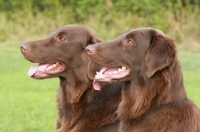 Picture of two brown Flat Coated Retrievers