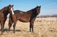 Picture of two brown Morgan Horses