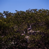Picture of two brown pelicans on nests, punta espinosa, galapagos islands