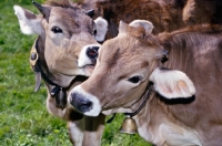 Picture of two brown swiss cows in switzerland, one licking the face of another