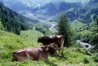 Picture of two brown swiss cows in the alps