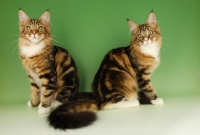 Picture of two brown tabby and white maine coon cats