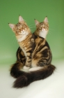 Picture of two brown tabby and white maine coon cats looking at camera