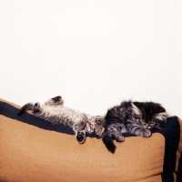 Picture of two brown tabby kittens, short and long hair asleep on a cushion