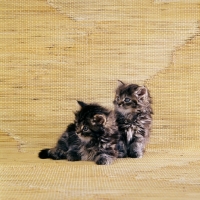 Picture of two brown tabby long hair kittens