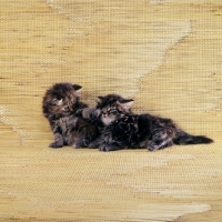 Picture of two brown tabby long hair kittens, one punching the other