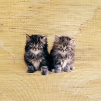 Picture of two brown tabby long hair kittens