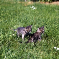 Picture of two brown tabby shorthair kittens 