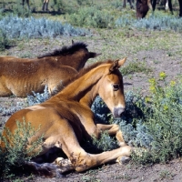 Picture of two Budyonny foals resting