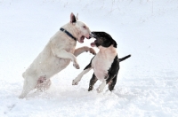 Picture of two Bull Terriers playing in the snow