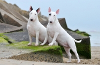 Picture of two Bull Terriers