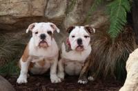Picture of two Bulldog puppies together