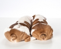 Picture of two bulldog puppies