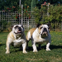 Picture of two bulldogs from outdoors kennels standing on grass