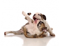 Picture of two Bulldogs playing and licking against white background