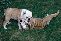Picture of two bulldogs puppies playing