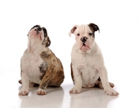 Picture of two Bulldogs sitting against white background one looking at camera and one looking up