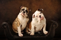 Picture of two Bulldogs sitting on seat and looking at camera
