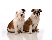 Picture of two Bulldogs sitting side by side against white background