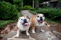 Picture of two bulldogs sitting together