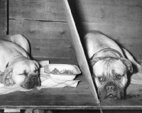 Picture of two bullmastiffs at Crufts on benching