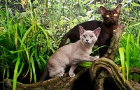 Picture of two burmese cats amongst greenery