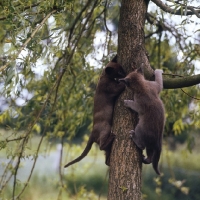 Picture of two burmese cats climbing a tree