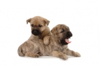 Picture of two Cairn Terrier puppies on white background