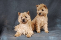 Picture of two Cairn Terriers on dark grey background