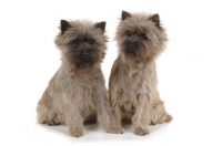 Picture of two Cairn Terriers on white background